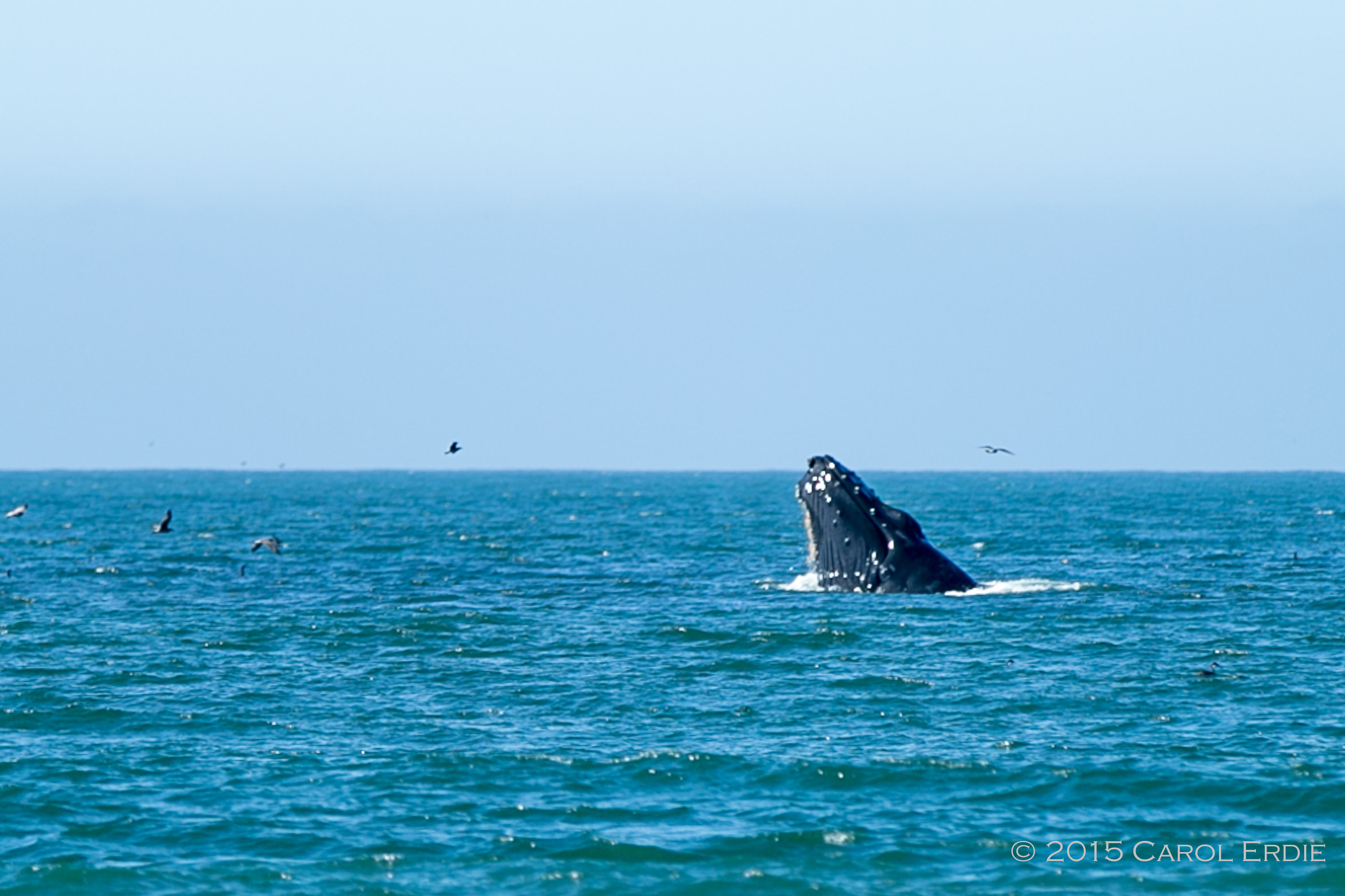 Whales in cove